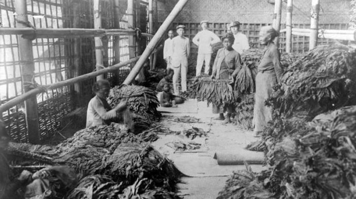 Paksa tanam diponegoro belakang latar perang 1870 belanda pertanian rakyat dampak tahun penjajahan kolonial 1830 undang agraria hindia bangsa tanah