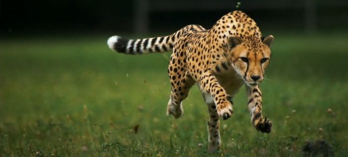 Ciri ciri makhluk hidup