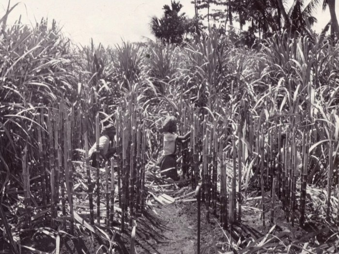 Paksa tanam dampak negatif positif sistem