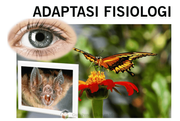 Adaptasi morfologi fisiologi dan