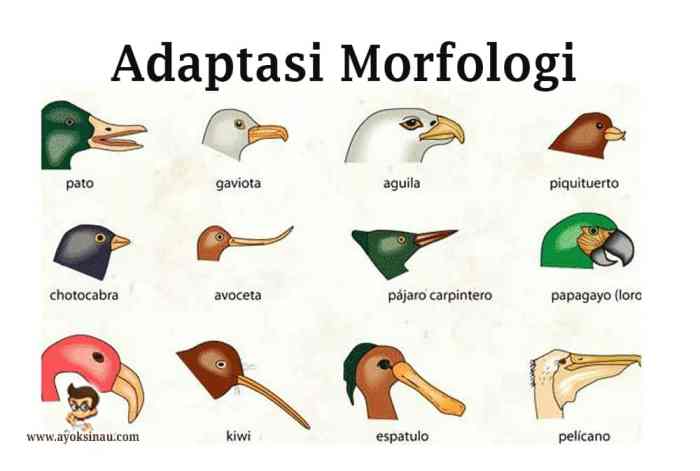 Adaptasi morfologi fisiologi dan