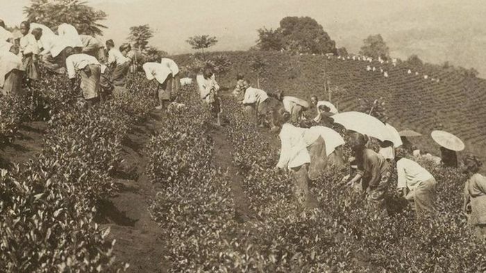 Tanam paksa belanda kolonial pemerintahan hindia ketentuan dominasi dampak pemerintah pelaksanaan sejarah kumparan