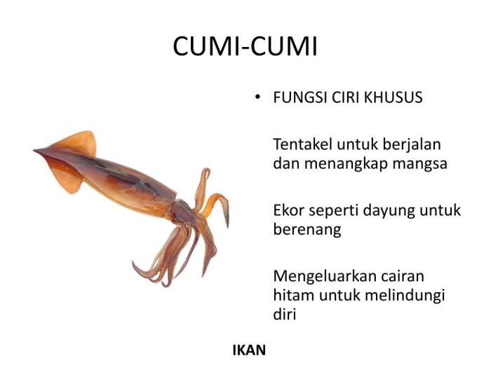 Ciri khusus cumi cumi