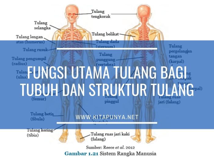 Fungsi utama tulang bagi tubuh dan