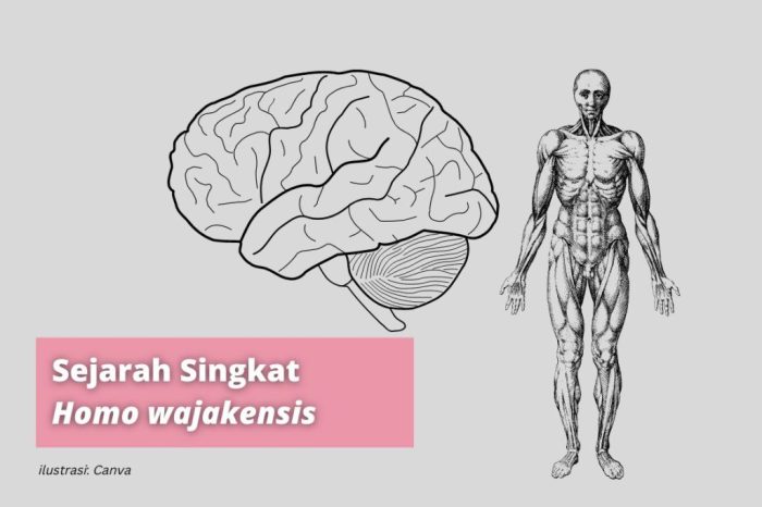 Manusia purba homo jenis ilustrasi meganthropus ciri hobbits praaksara extinct perkembangan paleojavanicus penemuan fosil penemu
