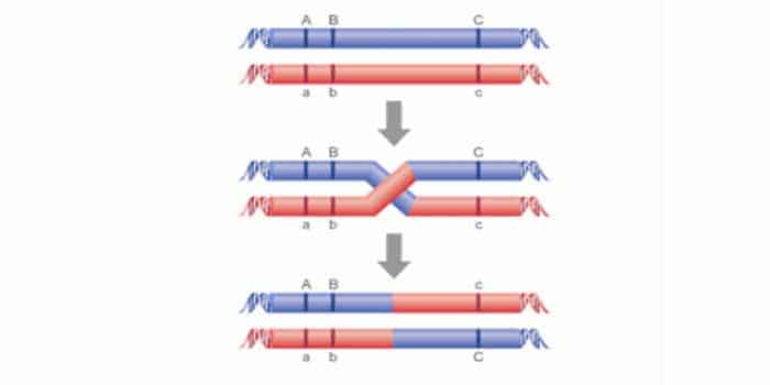 Pengertian dan contoh perkawinan silang