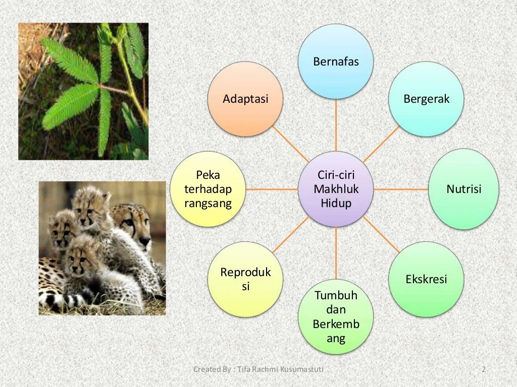 Hidup makhluk ciri tumbuhan gambarnya hewan manusia pengertian khusus itu baik pemaparannya serta dibahas maupun secara dibawah simak